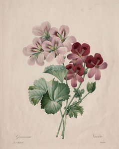 Geranium, 1827. af Pierre Joseph Redouté