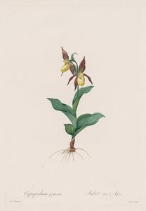 Les Liliacées: Cypripedium sko, 1802-1816. af Pierre Joseph Redouté