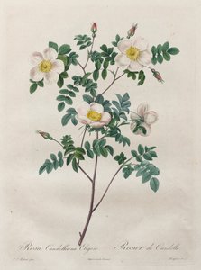 Roserne: Rosa Candolleana Elegans, 1817-1824. af Pierre Joseph Redouté
