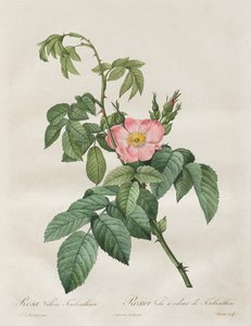 Roserne: Rosa Villosa Terebenthina, 1817-1824. af Pierre Joseph Redouté