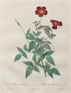 Les Roses: Rosa indica, 1817-1824. af Pierre Joseph Redouté
