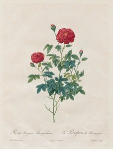 Pink Pompom, 1817-1824. af Pierre Joseph Redouté