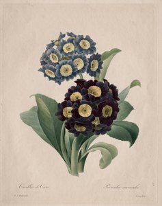 Primula auricula, 1827. af Pierre Joseph Redouté
