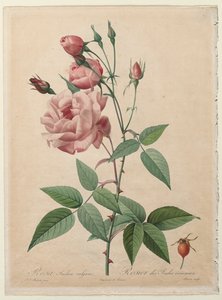 Roserne: Kina eller Bengal Rose, 1817-1824. af Pierre Joseph Redouté