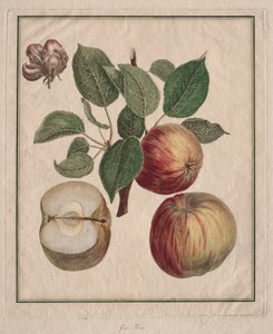 Æble med blade og frugtblomster, 1768.