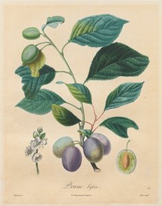 Afhandling om frugttræer: Bifer Plum
