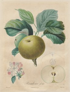 Afhandling om frugttræer: Summer Rambour, 1808-1835.