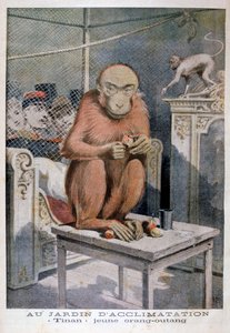 Orangutangen Tinan, 1896 af Henri Meyer