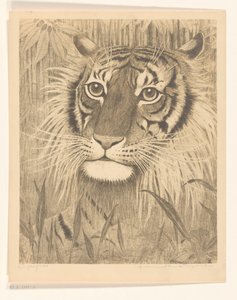 Hovedet af en tiger