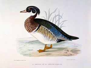 Repræsentation af en krikand af Caroline Plate af H. Blanchere af Henri de la Blanchere