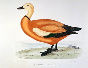 Repræsentation af en and tadorne kasarka Planche af H. Blanchere af Henri de la Blanchere