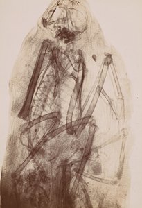 [Røntgenbillede af en rovfugls mumie], 1896. af Henri van Heurck