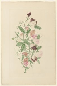 Søde ærter af Henrietta Benson Homer