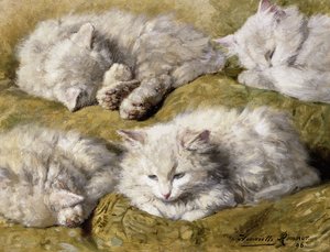 Studier af en langhåret hvid kat, 1896