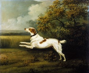 En Springer Spaniel i et Landskab