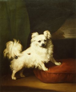 Hendes favorit, en hvid papillon, der står på en pude