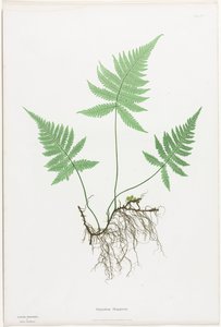 Bregner fra Storbritannien og Irland: Polypodium Phegopteris af Henry Bradbury