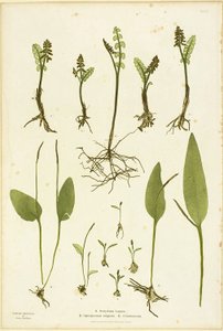 Naturbillede af bregnerne Moonwort og Adder