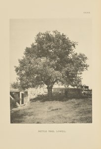 Brændenældetræet, Lowell af Henry Brooks