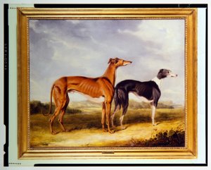 To greyhounds, der tilhører Dr. Edmund Taylor fra Booth Hall