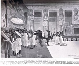 Cambyses dræber den hellige tyr, illustration fra 
