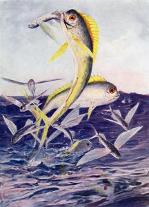 Flyvefisk angrebet af Henry Charles Seppings Wright