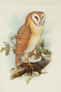 Kirkeugle,