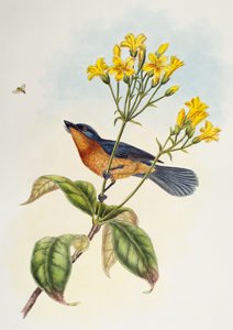 Brednæbbet fluesnapper (Myiagra ruficollis), fra Asiens fugle