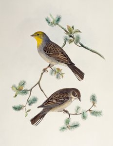 Emberiza cinerea, fra Birds of Asia