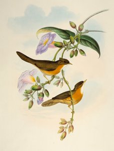 Tawny-bellied Babbler (Dumetia hyperythra), litografi fra Birds of Asia