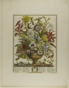 september, fra Tolv måneder med blomster af Henry Fletcher