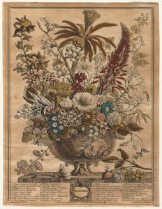 Tolv måneders blomster: december af Henry Fletcher