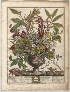 Tolv måneders blomster: januar