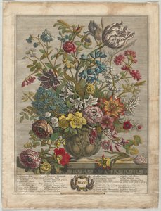 Tolv måneders blomster: maj 1730.