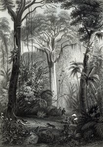 Scene i en brasiliansk skov indgraveret af J.Bishop