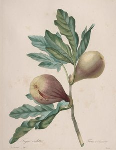 Valg af de smukkeste blomster...smukkeste frugter: Violet Fig