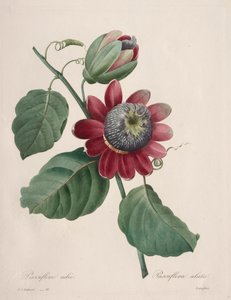 Valg af de smukkeste blomster...smukkeste frugter: Passiflore ailee af Henry Joseph Redouté