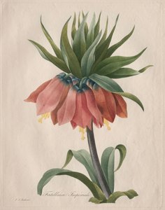 Crown Imperial Fritillary af Henry Joseph Redouté