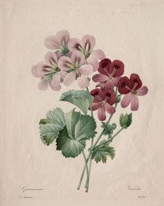 Geranium af Henry Joseph Redouté