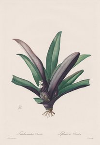 Les Liliacées: Tradescantia misfarvet af Henry Joseph Redouté