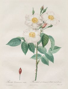 Roserne: Rosa Damascena, subalba
