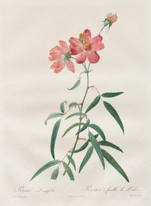Roserne: Rosa Longifolia