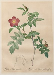 Roserne: Pendulin alpine rose