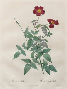 Roserne: Rosa indica af Henry Joseph Redouté