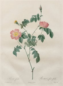 Roserne: Rosa indica