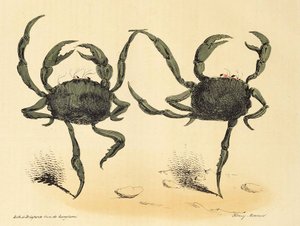 Fantastisk dans fra La Caricature, pub. 1831 litografi, 1831. af Henry Monnier