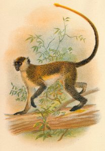 Grøn Guenon, 1897