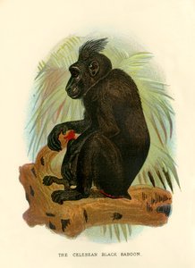 Celebean Black Bavian, 1896