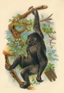 Gorillaen, 1897