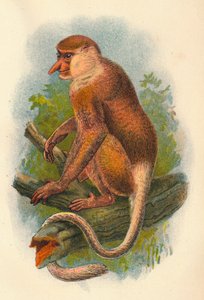 Snabelaben, 1897